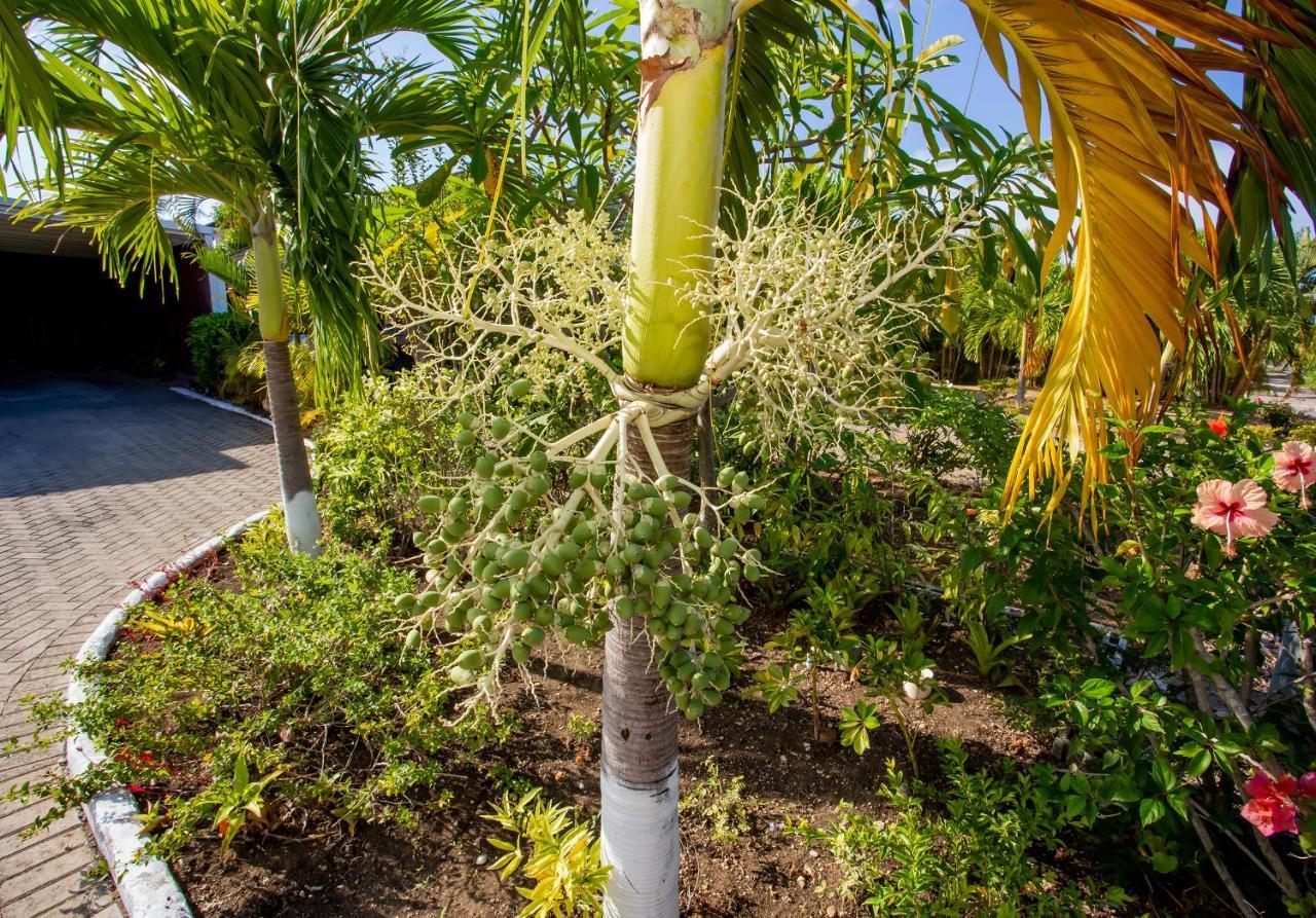 Nature'S Choice Home Richmond Palms, Jamaica Eksteriør billede